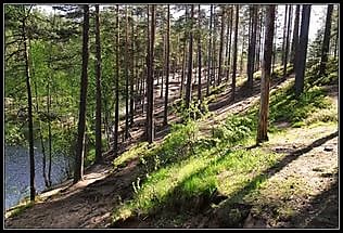полянский лес